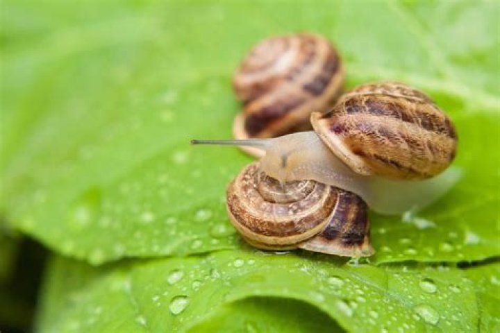 Snails